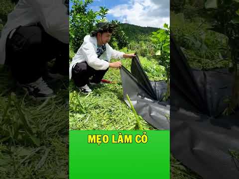 Bí quyết giữ vườn cây luôn sạch cỏ của nông dân chuyên nghiệp
