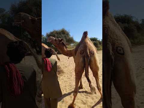 Big Camel