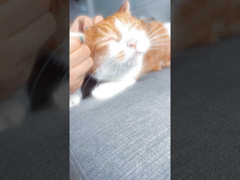 猫のプチメンテナンスday!!