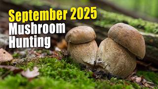 Mushroom Hunting in September 2025 - Boletus edulis, Boletus reticulatus, Boletus pinophilus