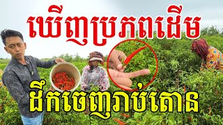 ឃើញប្រភពដើមហើយ ដឹកចេញរាប់តោន គាំទ្រកសិករខ្មែរ