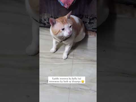#shortvideo #cat #cuteanimals #youtuber #funny #cutecats #cute #cutepets #youtubeshorts #catlover