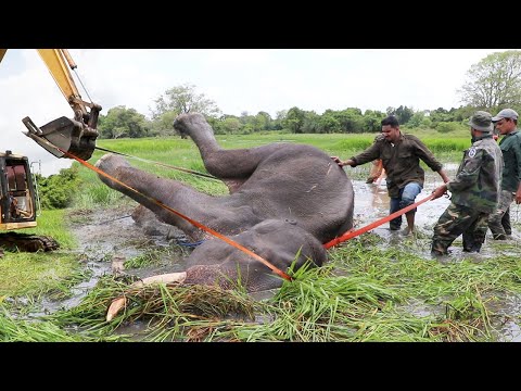 Elephant with a seriously injured is lifted with the help of a excavator and treated #elephant