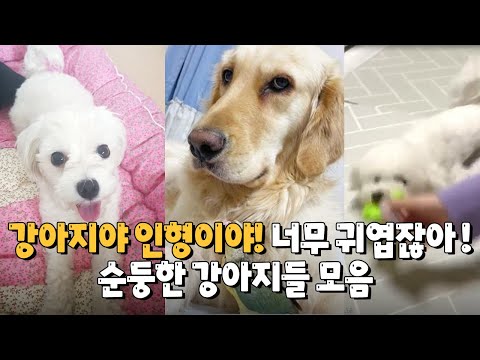 인형이야? 강아지야! 순둥한 강아지들 모음