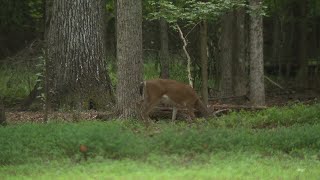Peachtree Corners residents frustrated by abundant deer causing crashes, damaging property | WSB-TV