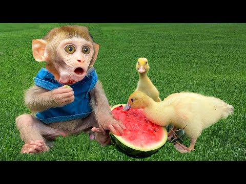 Monkey Baby So cute thief fruits of poodle and ducks