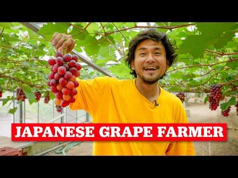 What Growing Premium Grapes in Japan is Like