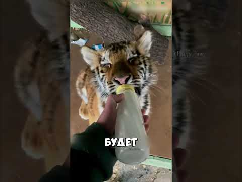 Можно ли приручить тигра 🐅🤔#тигр #животные #shorts #интересно  #приручение