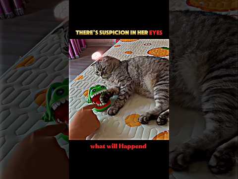 Genius Cat Reflex kinG 🧠#animals#wildlife#cat#prank#funnycats#shorts#viralshorts