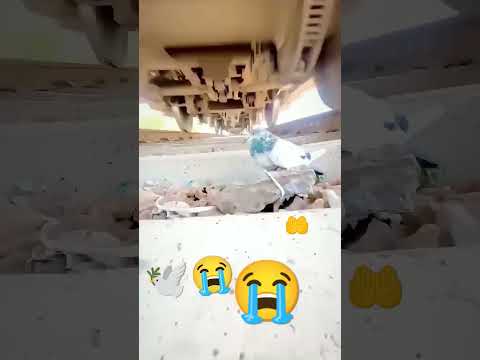 🤲Allah Hu Akbar 😱🕊️😭 #kabutar #birds#pigeon#pets #animals #birdlovers #parrotbeak #shorts