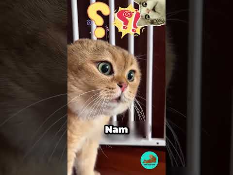 Đừng Nên Lại Gần Cô Gái Này ! #shorts