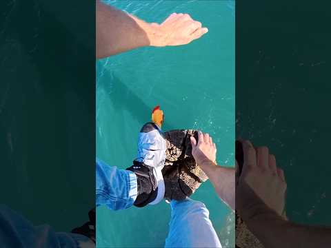 The North Sea With Chickens!? 😱