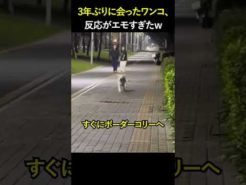 3年ぶりに会ったワンコ、反応がエモすぎたｗ