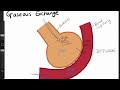 Gaseous Exchange in the Lungs