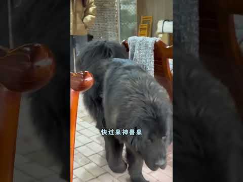 一天天的，反了天了我看你们是【藏獒加布】 #dog #pets #藏獒 #加布 #萌宠 #宠物 #tibet #tibetanmastiff  #shortsvideo