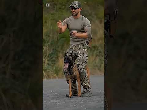 #k9trainer #dog #dogsoftiktok #trending # trainingdogs#k9 #tactical#viralshorts #fyp