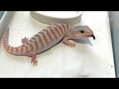【一挙紹介】誕生した15匹のキタアオジタトカゲを体重測定しながらお見せします！