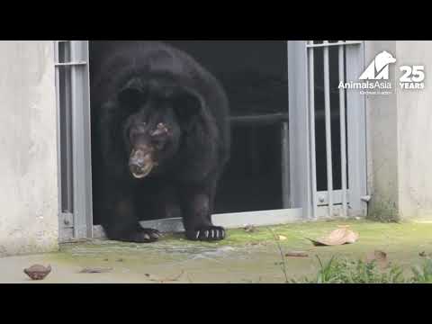 Bear Steps Outside For First Time In Her Life 🥰| Animals Asia