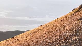 High Country NV Muley