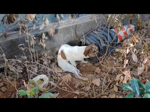 後ろ足が動かない子犬が車椅子で駆け回る姿に号泣… 見せた『あの笑顔』が全てを変えた