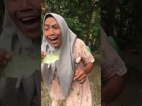 Ulat Peliharaan 🐛