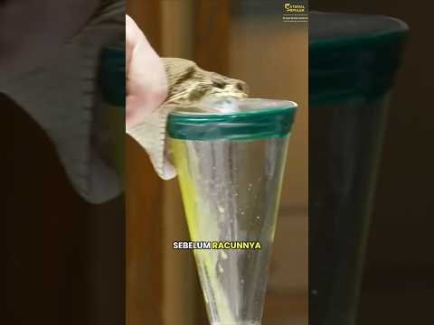 Anti Venom Dari Racun Cobra #faktaunik