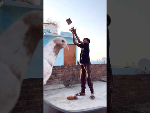 मालिक का फ़ोन आ गया 🕊️🥺ll #pigeon #helping #shorts #viral