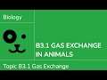 Gas Exchange and Respiratory System