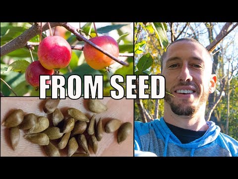 How To Grow An Apple Tree From SEED to FRUIT 🍎! In 3 YEARS!!