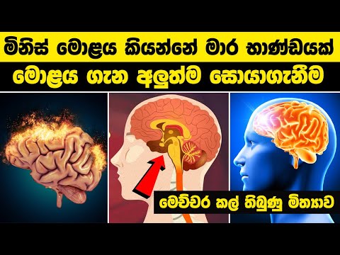 මිනිස් මොළය කියන්නේ මාර භාණ්ඩයක් | මොළය ගැන අලුත්ම සොයාගැනීම | brain capacity #wishwadanuma