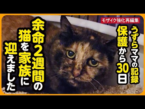 【うずらちゃん】余命2週間...保護から30日間の記録