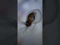 Understanding Octopus Behavior and Characteristics