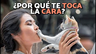 Si tu GATO TE TOCA LA CARA no lo ignores🚨😻 Esto es lo que REALMENTE significa🐱💕