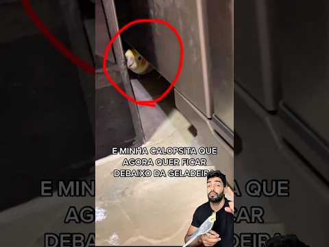 Minha calopsita só fica embaixo da geladeira #calopsitas #calopsita
