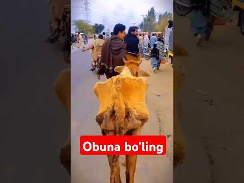 Like bosishga qo'rqma bolam. padpiska bosing#like#cow #angus #bull #andijon