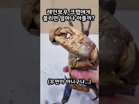 초대형 게에게 물리면 얼마나 아플까? '레인보우크랩' Cardisoma armatum #shorts
