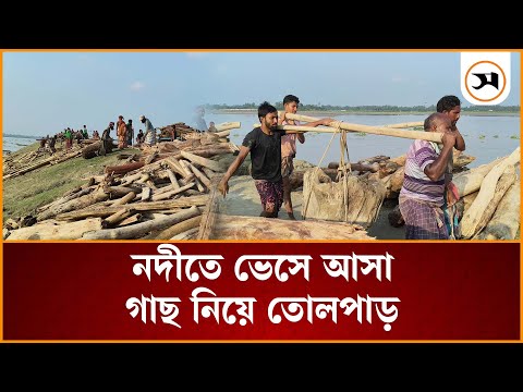 কুড়িগ্রামে নদীতে ভেসে আসছে গাছ, বাড়ছে ভিড় | kurigram | Samakal News