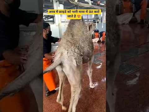 अरब में ऊंट 😍 #vlog #minivlog #youtubeshorts #tranding #vlog #viral #fyp #shorts #arablife #gulf
