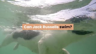 Can Jack Russells Swim?