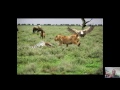 Ecological Relationships and Interactions