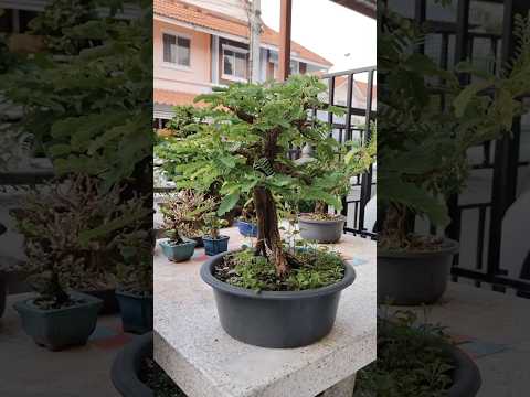 Bonsai Bonsai Soul Bonsai
