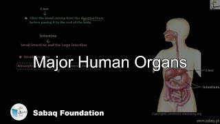 Major Human Organs