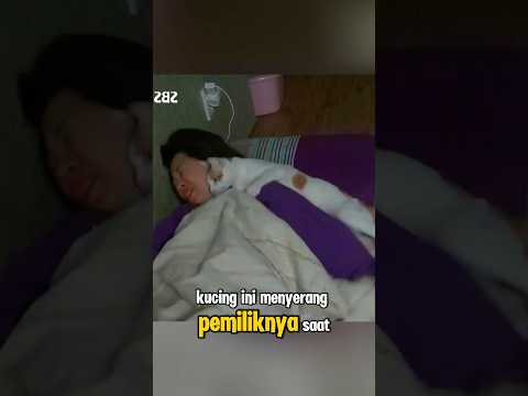 dicakar kucing saat tidur🙀