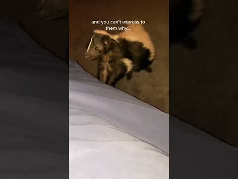 I hate doing this! So sad. #pets #animals #petskunks #ataritheskunk