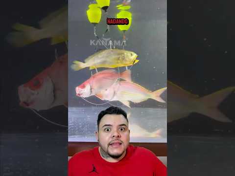 ISCA DE PEIXE ZUMBI!