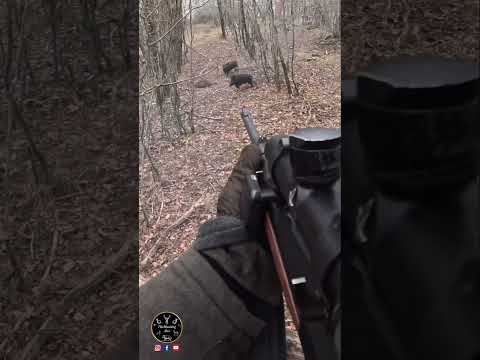 Tirs de sangliers en battue - Driven hunting for wild boars