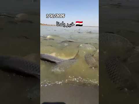 خير بلدنا الثروه السمكيه #مصر_وطني #المخابرات_العامة_المصرية