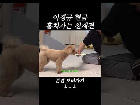 개한테도 용돈 주는 이경규 #이경규#원샷한솔