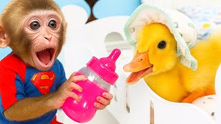 Bon Bon Si Monyet Kecil Menyelamatkan Anak Bebek Terlantar & Makan Semangka Bersama Anak Anjing! 🐵🦆🐶