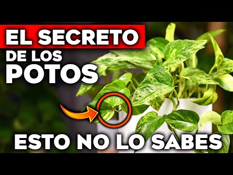 NO TENGAS UN POTO en Casa sin VER ESTO!! 🚨 PELIGROS y BENEFICIOS de la PLANTA POTO (Hogar y Jardín)